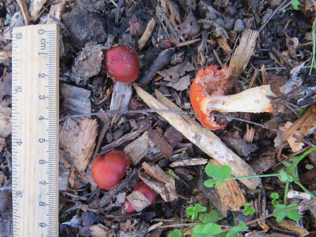 Leratiomyces ceres · February 2026 · photo: © garth_harwood (iNaturalist, cc-by)