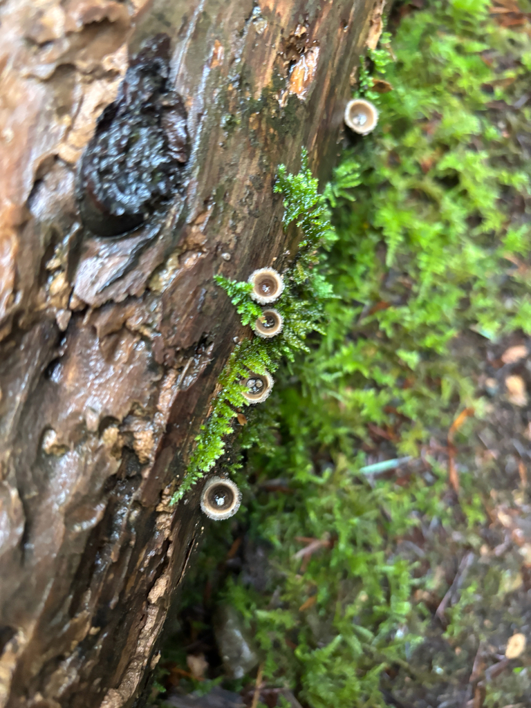 Nidula candida · February 2026 · photo: © chline (iNaturalist, cc-by)