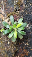 Lysimachia alpestris