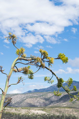 Agave maximiliana