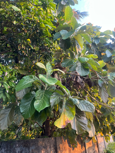 Noni