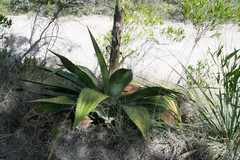Agave maximiliana