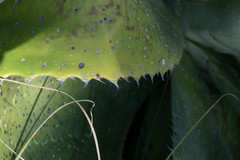 Agave maximiliana