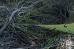 Agave maximiliana