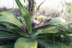 Agave maximiliana