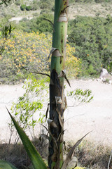 Agave maximiliana