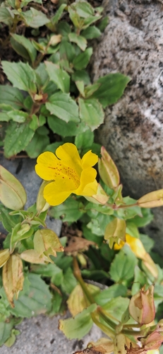 Erythranthe lutea, photograph 3