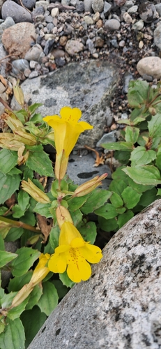 Erythranthe lutea, photograph 4