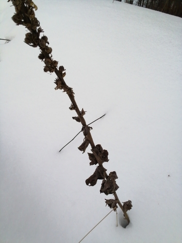 Orange Mullein