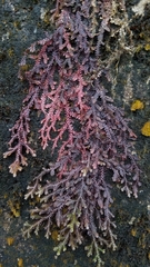 Selaginella heterostachys