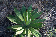 Agave maximiliana