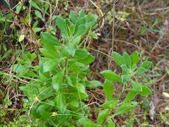 Dimorphotheca jucunda