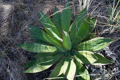 Agave maximiliana