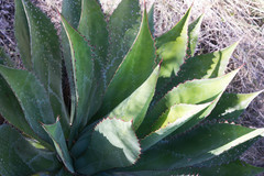 Agave maximiliana