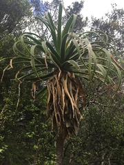 Aloe pluridens