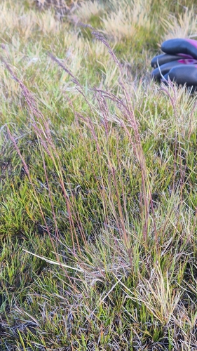 Agrostis vinealis iNat (2)