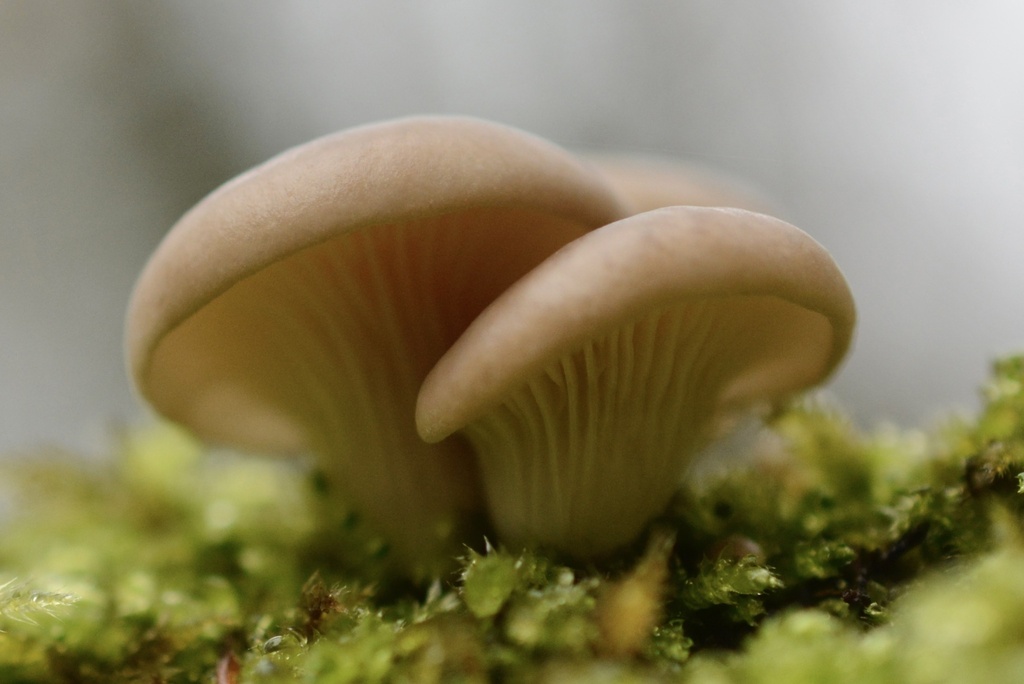Pleurotus ostreatus · February 2026 · photo: © cryptomarasmius (iNaturalist, cc-by)