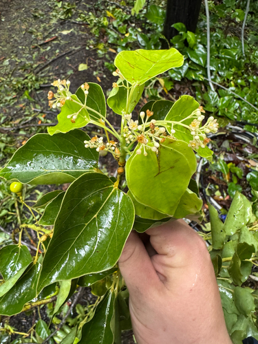 Cinnamomum camphora observed 2026-02-10