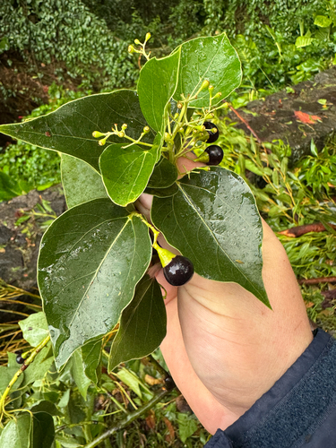 Cinnamomum camphora observed 2026-02-10
