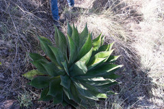 Agave maximiliana