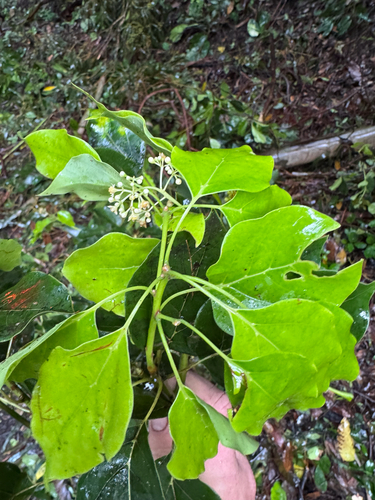 Cinnamomum camphora observed 2026-02-10