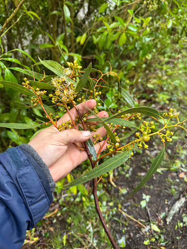 Eucalyptus tereticornis observed 2026-02-10