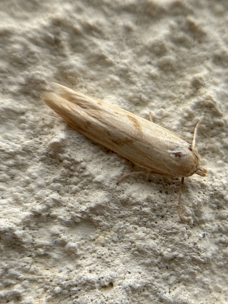 Blastobasis luteella