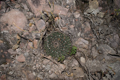 Mammillaria wagneriana