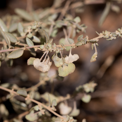 Atriplex stipitata
