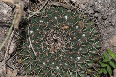 Mammillaria wagneriana