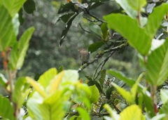 Turdus maculirostris