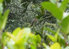 Turdus maculirostris