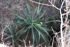 Agave vilmoriniana