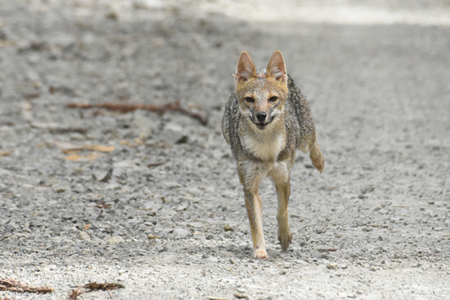 Pampas Fox, photo 2 of 10