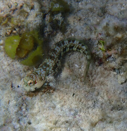 Blenniella periophthalmus observed 2026-01-29