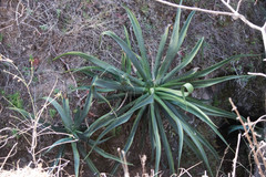 Agave vilmoriniana