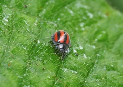 Toxotoma monovittata