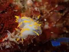 Polycera quadrilineata