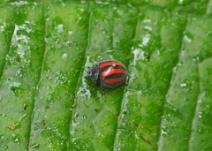 Toxotoma monovittata