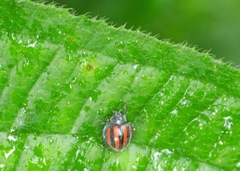 Toxotoma monovittata