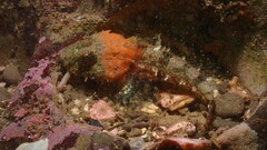 Coralline Sculpin photo 3