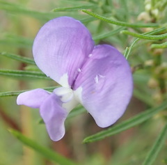Psoralea arborea