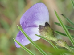 Psoralea arborea