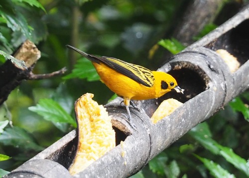 Golden Tanager (Tangara arthus), photo 9