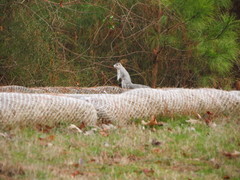 Sciurus niger cinereus