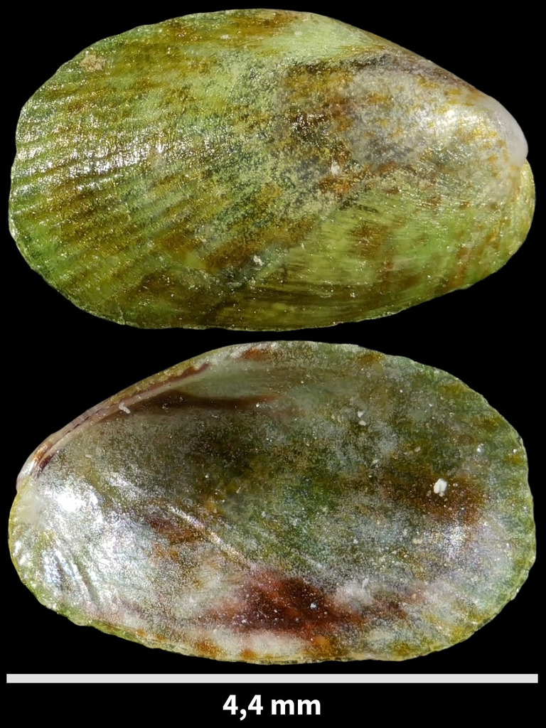 Ribbed Crenella