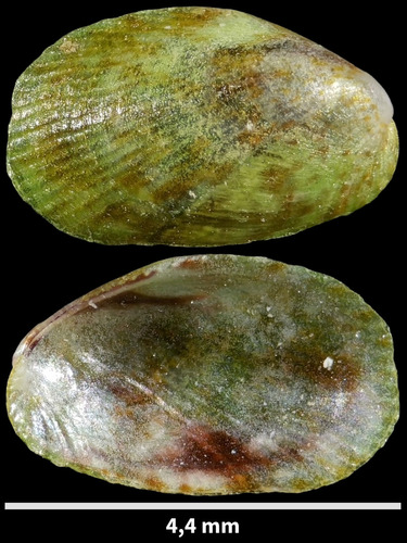 Ribbed Crenella