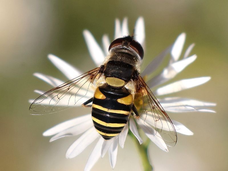 Transverse-banded Flower Fly from Oakland Lake Wildflower Meadow ...