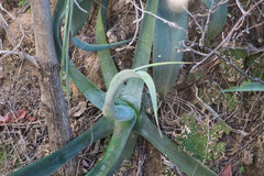 Agave vilmoriniana