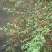 Prickly Currant-Bush - Photo (c) Reiner Richter, some rights reserved (CC BY-NC-SA), uploaded by Reiner Richter